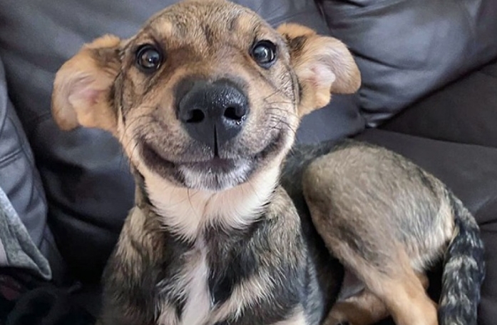 20 photos prouvant que nos animaux de compagnie sont une indéniable source de bonheur