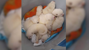 Illustration : "N’étant plus en mesure de s’occuper de ses chiots, un homme tente de les confier à des inconnus dans la rue"