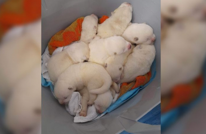 N’étant plus en mesure de s’occuper de ses chiots, un homme tente de les confier à des inconnus dans la rue