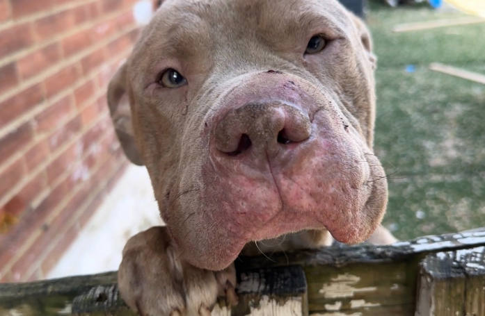 Ce chien errant a eu la bonne idée de suivre un homme jusqu'à sa maison, une décision qui lui a sauvé la vie