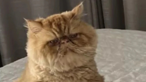 Illustration : "Les photos de ce chat assis dans une position cocasse lancent une nouvelle tendance sur les réseaux sociaux"