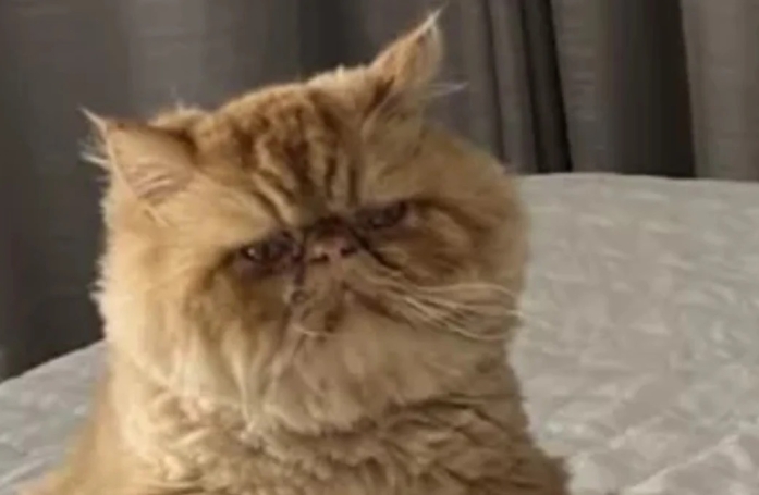 Les photos de ce chat assis dans une position cocasse lancent une nouvelle tendance sur les réseaux sociaux