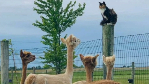 Illustration : "20 photos de chats qui ont l’art de se retrouver dans des situations improbables"