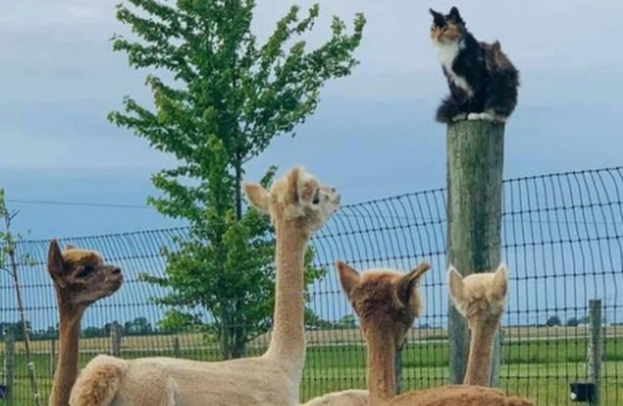 20 photos de chats qui ont l’art de se retrouver dans des situations improbables