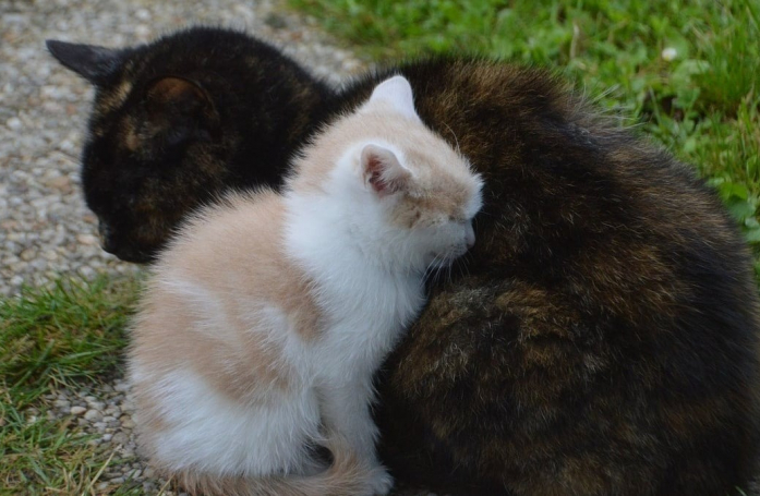 Une maman chat pensant protéger ses petits, découvre finalement que ce barbecue n'était pas l'abri idéal