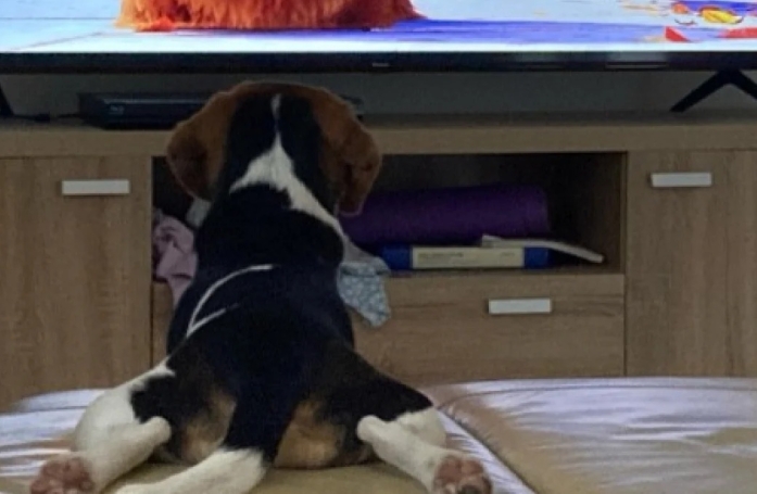 Un jeune Beagle adorable réagit avec passion et imite les scènes de son dessin animé préféré (vidéo)