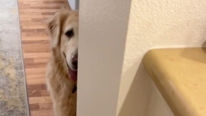 Illustration : "Une vieille Golden Retriever atteinte de démence livre une scène de cache-cache touchante"
