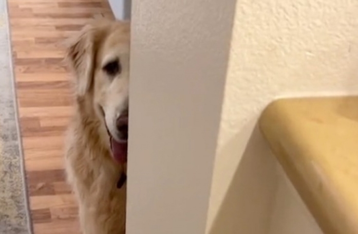 Une vieille Golden Retriever atteinte de démence livre une scène de cache-cache touchante