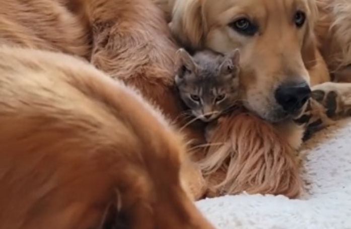 Ces deux Golden Retrievers adorent tellement ce chaton qu'ils se disputent sa garde de manière hilarante (vidéo)