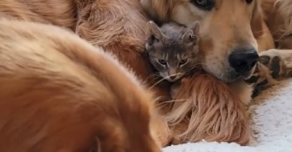 Ces deux Golden Retrievers adorent tellement ce chaton qu