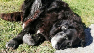 Illustration : "Perdu en forêt, un chien âgé trouve une aide providentielle auprès de touristes étrangers en visite dans la région"