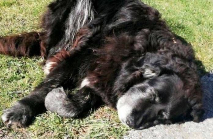 Perdu en forêt, un chien âgé trouve une aide providentielle auprès de touristes étrangers en visite dans la région