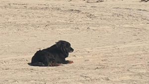 Illustration : "Ce chien perdu n'entendait même plus la voix de son maître, mais un autre bruit l'a fait réagir"