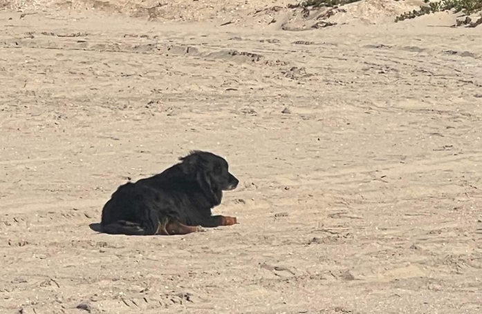 Ce chien perdu n'entendait même plus la voix de son maître, mais un autre bruit l'a fait réagir