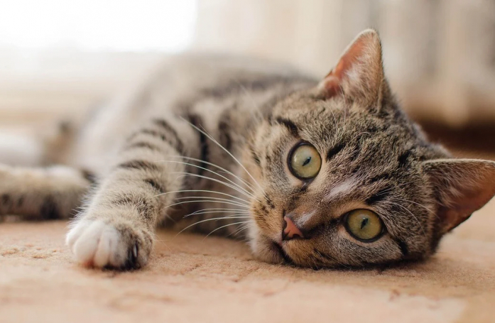 En emmenant un chat errant chez le vétérinaire, une jeune femme découvre que sa famille le cherche depuis 5 ans à 20 km de là