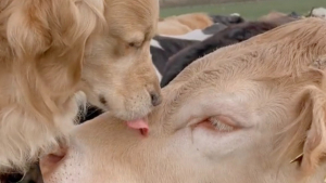 Illustration : "Ce Golden Retriever au grand cœur retrouve sa vache préférée après des mois d'absence"