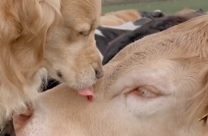 Ce Golden Retriever au grand cœur retrouve sa vache préférée après des mois d'absence