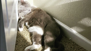 Illustration : "Ce chat avec une boiterie met en place un malin stratagème lorsqu'il voit la cage de transport synonyme de visite chez le vétérinaire (vidéo)"