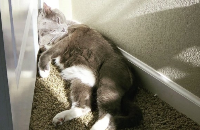 Ce chat avec une boiterie met en place un malin stratagème lorsqu'il voit la cage de transport synonyme de visite chez le vétérinaire (vidéo)