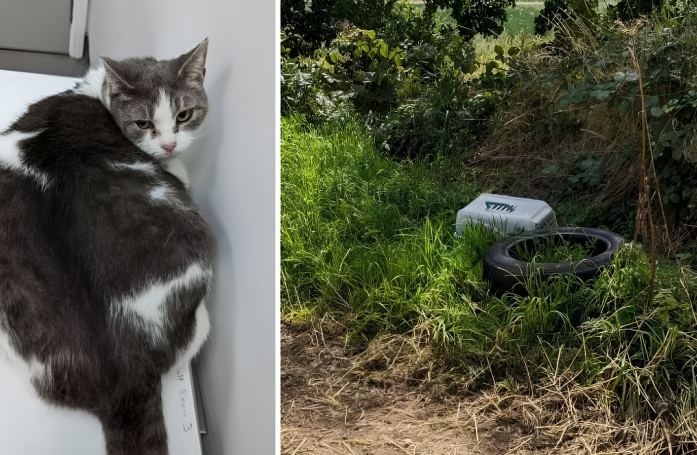 Souffrant de problèmes respiratoires, une chatte abandonnée espérait que des anges gardiens volent à son secours