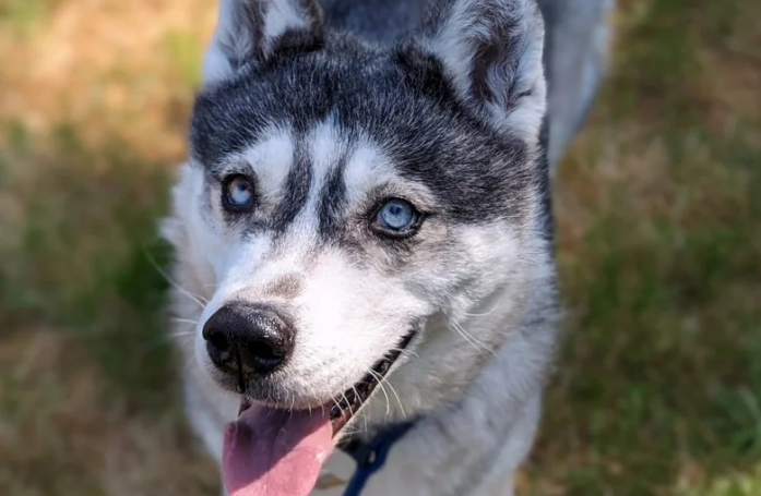 Phœnixe, une chienne miraculée, renaît de ses cendres et s’offre un nouveau départ un an après son sauvetage