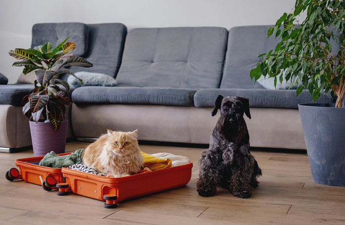 Comment voyager avec son chien ou son chat ?