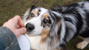 Illustration : "Quand donner des friandises à son chien ou son chat et comment les choisir ?"