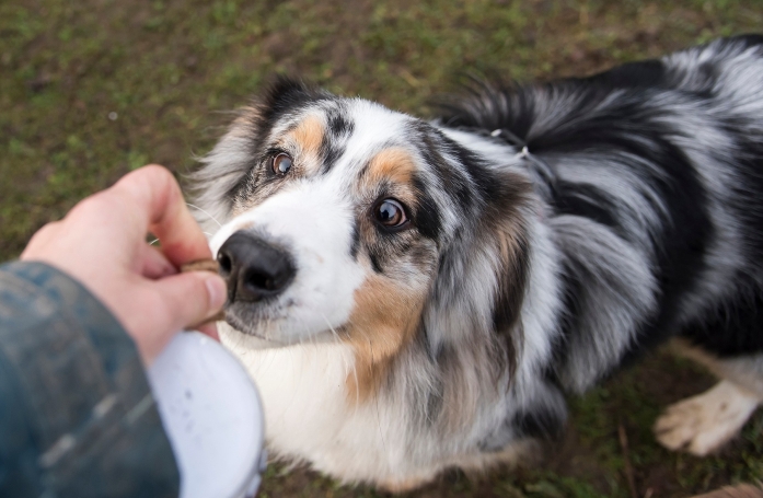 Quand donner des friandises à son chien ou son chat et comment les choisir ?