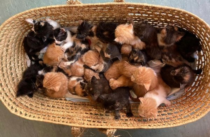 Une association n'en croit pas ses yeux lorsqu'elle découvre 26 chatons sur le pas de sa porte