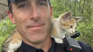 Illustration : "Victime d'un acte de maltraitance, ce chaton voit son quotidien transformé grâce à un policier"
