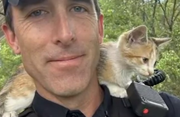 Victime d'un acte de maltraitance, ce chaton voit son quotidien transformé grâce à un policier