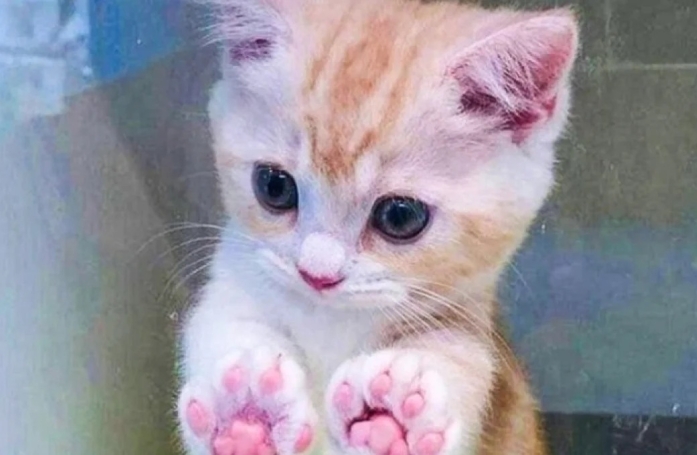11 photos attendrissantes de chats et de chiens qui vont illuminer votre journée