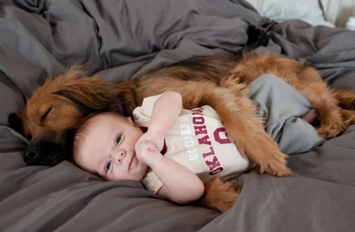 24 photos de chiens qui témoignent leur amour à leurs maîtres