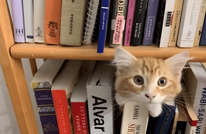 14 photos de chats roux qui savent se montrer à la fois doux et facétieux