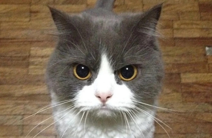 20 photos de chats qui restent adorables même quand ils sont fâchés