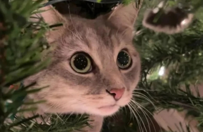 14 adorables photos de chats qui attendriraient même le plus dur des cœurs
