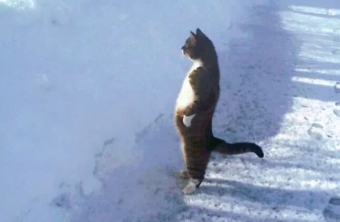 18 photos de chats curieux qui se prennent pour des suricates