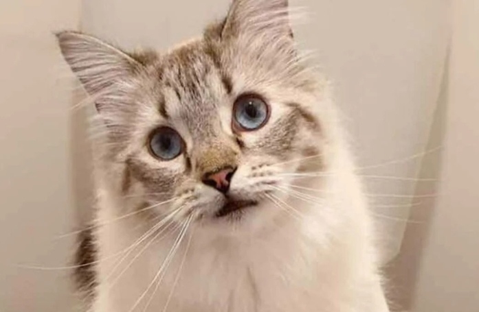 19 photos attendrissantes de chats chouchoutés par leurs parents humains
