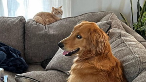 Illustration : "En admiration devant le chat de la maison, un Golden Retriever imite tous ses faits et gestes (vidéo)"