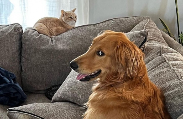En admiration devant le chat de la maison, un Golden Retriever imite tous ses faits et gestes (vidéo)