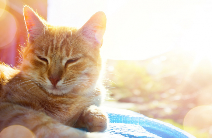 Comment protéger son chien ou son chat de la chaleur ?