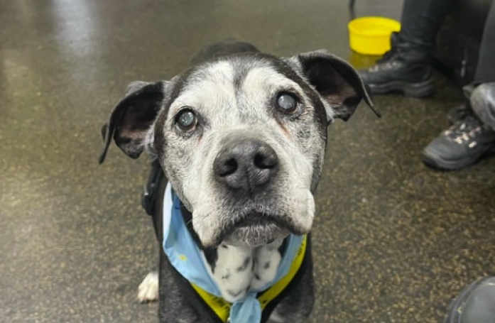 Abandonné à l'âge de 22 ans, ce chien se comporte toujours comme un chiot (vidéo)