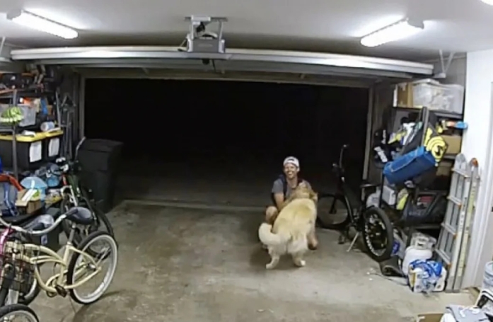 Un Golden Retriever sympathise avec un cambrioleur, la vidéo de leur complicité permet de résoudre l'affaire