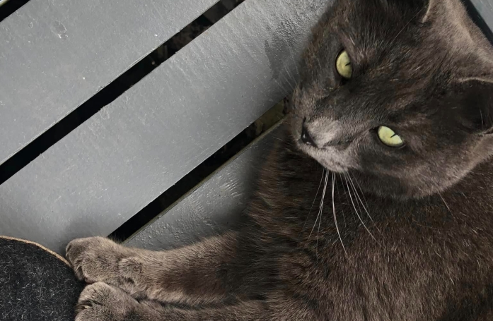 Une femme découvre que son chat qui prend la fuite quotidiennement passe ses journées à réconforter des patients en soins palliatifs