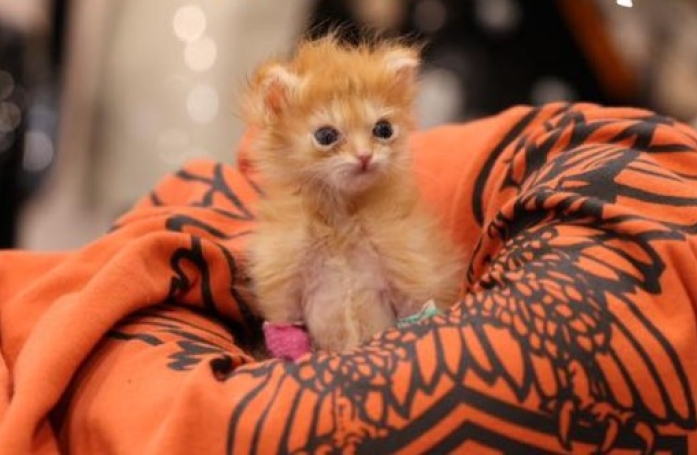 Ce chaton aux pattes malformées est enfin libéré de ses plâtres et profite de sa guérison (vidéo)
