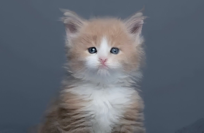 La saisissante croissance et évolution de ce chat Maine Coon capturées à travers l'objectif d'un photographe (vidéo)