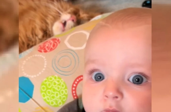 Ce chat tombe de fatigue après avoir veillé sur le nouveau-né de la famille toute la nuit (vidéo)