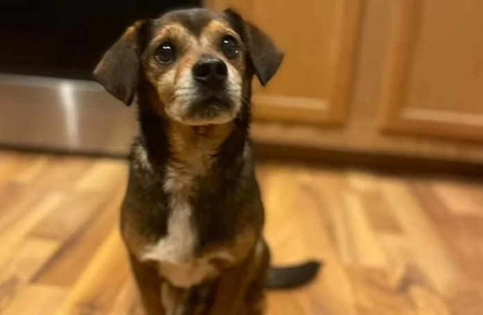 Une femme comprend qu’un chien se fait abandonner lorsqu’elle l’aperçoit courir derrière un camion
