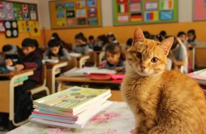 Ce chat errant a élu domicile dans une salle de classe, les élèves l'adorent