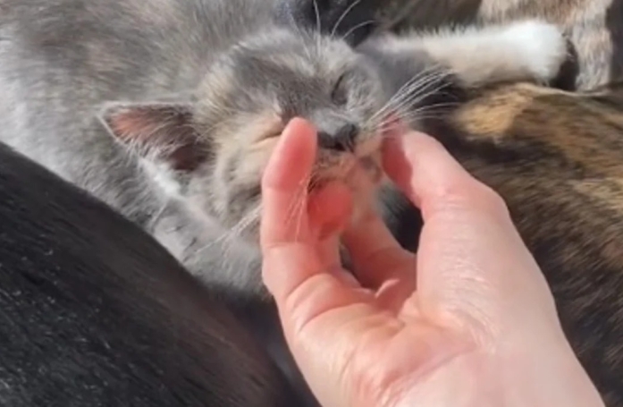 Elle pense que son chien réagira mal à l'arrivée d'un chaton et se rend compte qu'elle avait tort en voyant son bonheur (vidéo)
